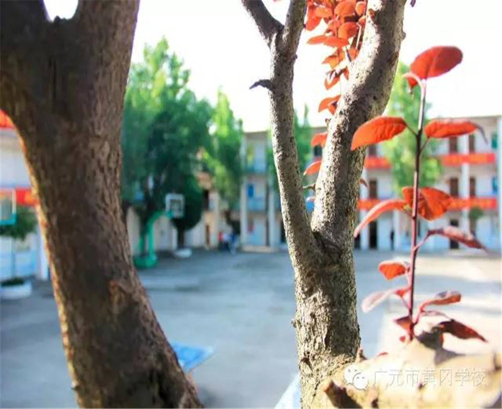 廣元市黃岡學(xué)校2020年學(xué)費(fèi)的收費(fèi)標(biāo)準(zhǔn)是多少？