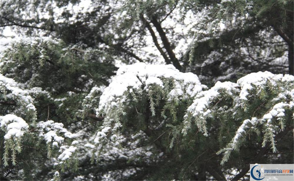 樹德博瑞實(shí)驗(yàn)學(xué)校電話號(hào)碼是多少？